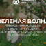 Молодëжный центр Ачинского района приглашает  принять участие в грантовом конкурсе  «Зелëная волна» - МО Ачинский район