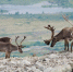 Дикие северные олени в Красноярском крае умеют приспосабливаться к изменениям климата - AchCity.Com