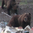 https://www.hunting.ru/files/image/Danger_Bear/image005.jpg - Город Ачинск